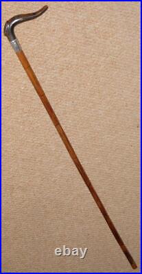 Edwardian Walking Stick / Cane Bovine Horn Fritz Handle & Hallmarked 1905 Silver