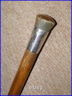 Edwardian Walking Stick / Cane Bovine Horn Pommel Top & Hallmarked 1909 Silver