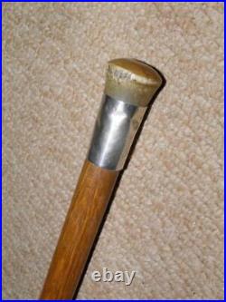 Edwardian Walking Stick / Cane Bovine Horn Pommel Top & Hallmarked 1909 Silver