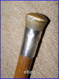 Edwardian Walking Stick / Cane Bovine Horn Pommel Top & Hallmarked 1909 Silver