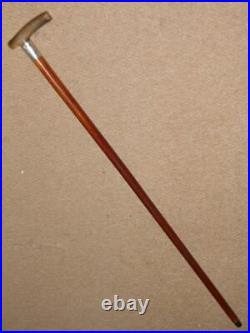 Edwardian Walking Stick/Cane With Bovine Horn & H/m 1902 Silver Collar 89.5cm