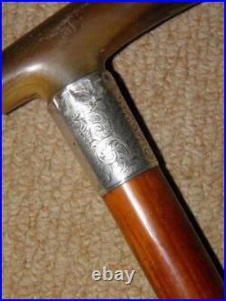 Edwardian Walking Stick/Cane With Bovine Horn & H/m 1902 Silver Collar 89.5cm