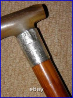 Edwardian Walking Stick/Cane With Bovine Horn & H/m 1902 Silver Collar 89.5cm