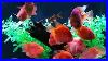 Feeding-The-220-Gallon-Aquarium-Silver-Arowana-Flower-Horn-Ingot-Blood-Parrots-And-Clown-Loaches-01-zn
