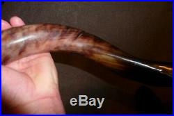 Kudu horn made into horn with silver mouth piece London, Taxidermy
