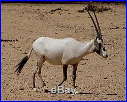 Shofar Special Long Oryx Horn 29''+ with Sterling Silver Jerusalem Plates Kosher