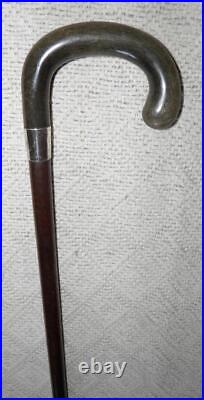 Victorian Snakewood Walking Stick / Cane Silver Collar Bovine Horn Crook Handle