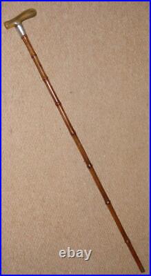 Victorian Walking Stick Bovine Horn Handle & Hallmarked 1883 Silver Collar