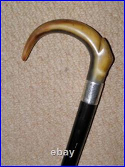 Victorian Walking Stick / Cane Bovine Horn Crook Handle & Hallmarked 1881 Silver