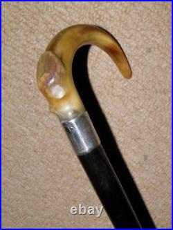 Victorian Walking Stick / Cane Bovine Horn Crook Handle & Hallmarked 1881 Silver