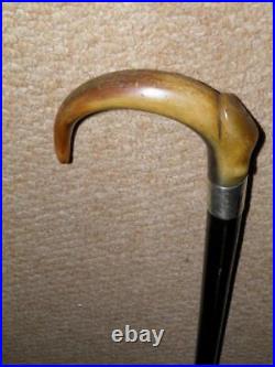 Victorian Walking Stick / Cane Bovine Horn Crook Handle & Hallmarked 1881 Silver