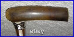 Victorian Walking Stick / Cane Hallmarked 1890 Silver Collar Bovine Horn Handle